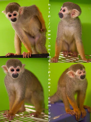 Саймири,  ручные карликовые обезьянки